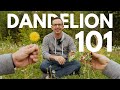 Everything to know about dandelions  dandelion 101 with frankie flowers