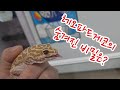 레오파드게코의 숨겨진 비밀은?