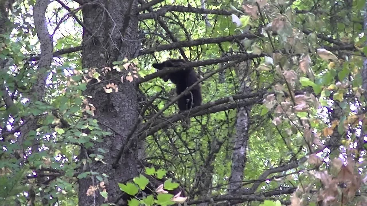 Mama Black Bear Trees Her 3 Cubs - YouTube