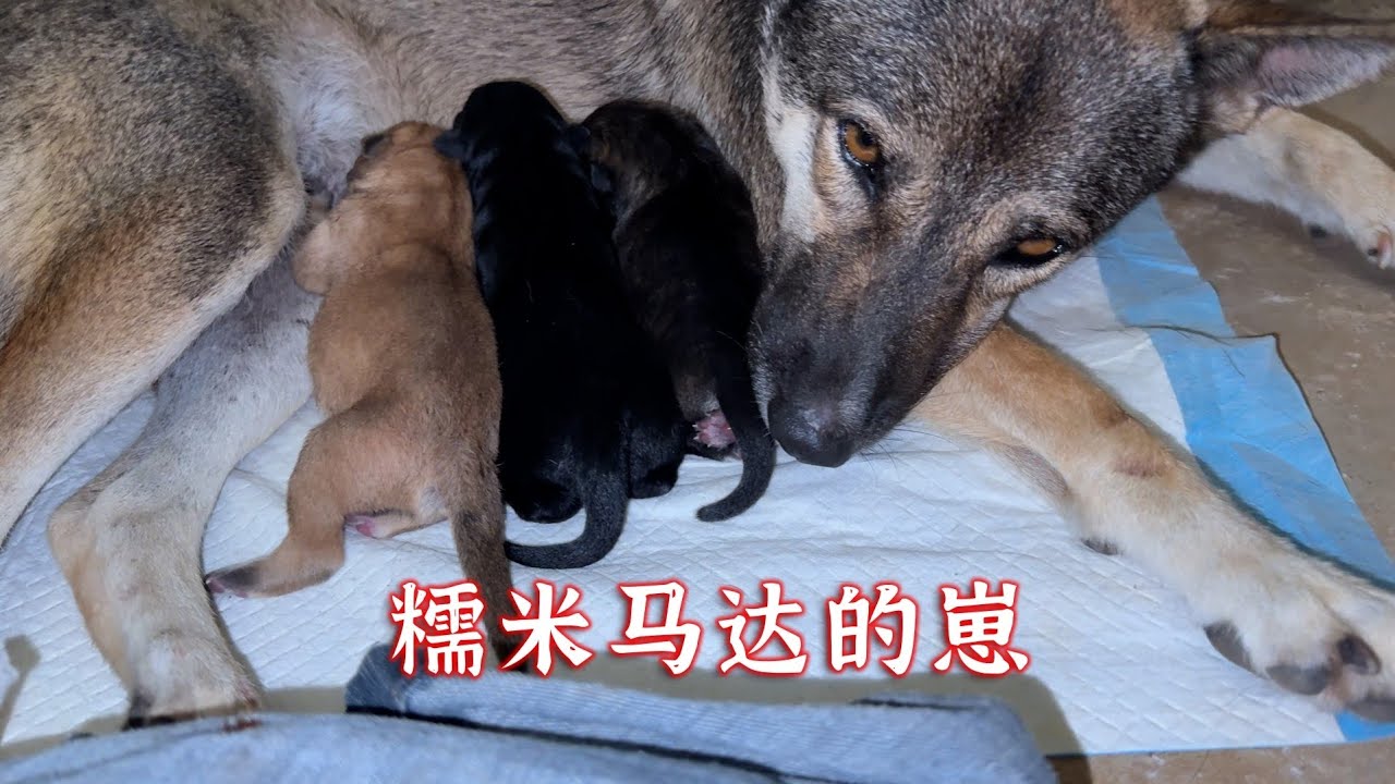 总结:舔狗并不会一无所有