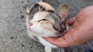 公園で薄三毛猫母娘をモフモフしていたら腰トントン猫がやって来た!