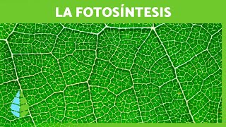 What is PHOTOSYNTHESIS 🌱☀️ (Definition, PHASES, and Importance)