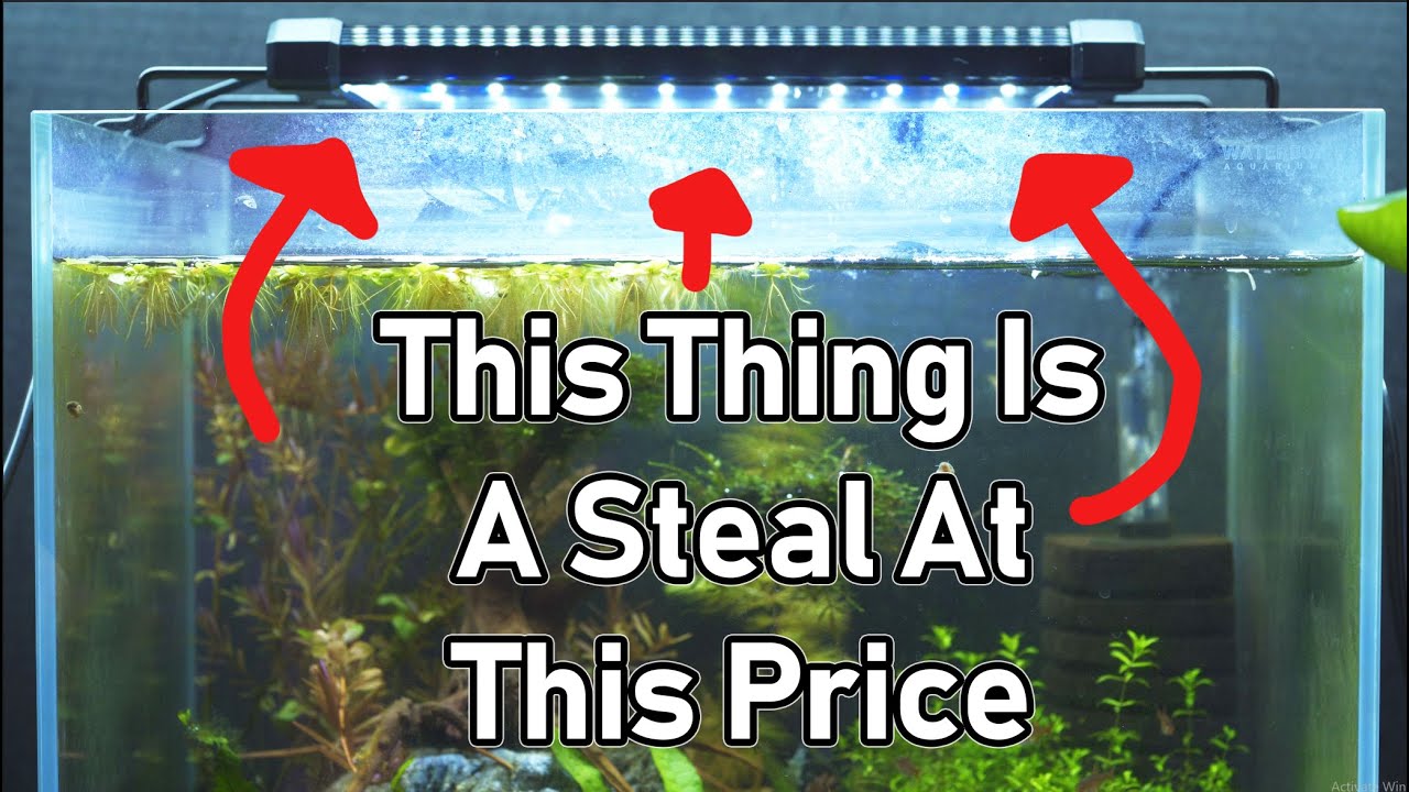 NICREW Aquarium Light Review ( for under 20 bucks its great ) YouTube