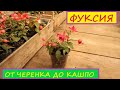 Как вырастить шикарную Фуксию? Этапы роста от черенка до готового кашпо! Обновляем  маточные кусты.