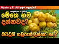 ඉස්සර කැලෙන් කඩාගෙන කාපු මේ පලතුර මොකක්ද? 🤔🍃 #theday #vilagelife #vilagefruits 