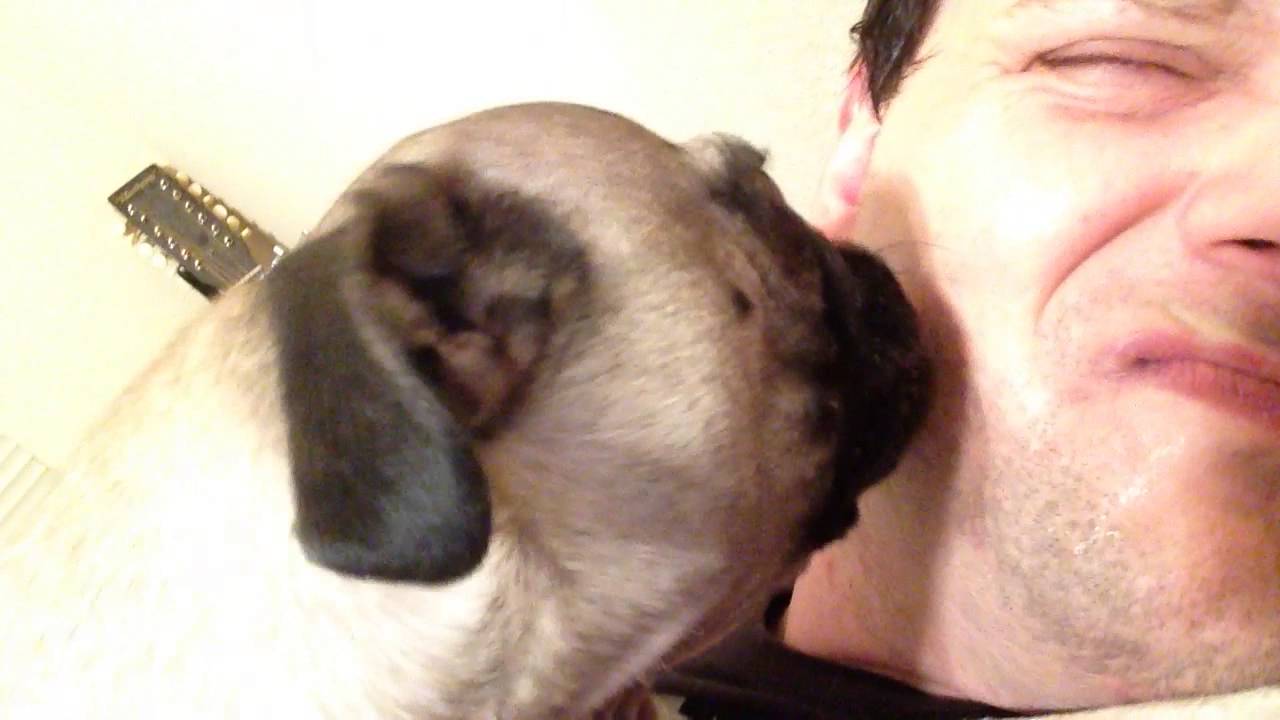 Pug licks for vengeance