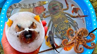 Tangkap ikan buntal dan kerang, belut, ikan hias, ikan laut, kepiting, gurita, lobster, udang kipas