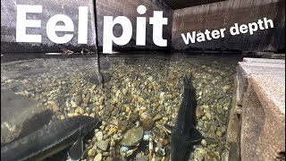 Raising The Water In My Eel Pit