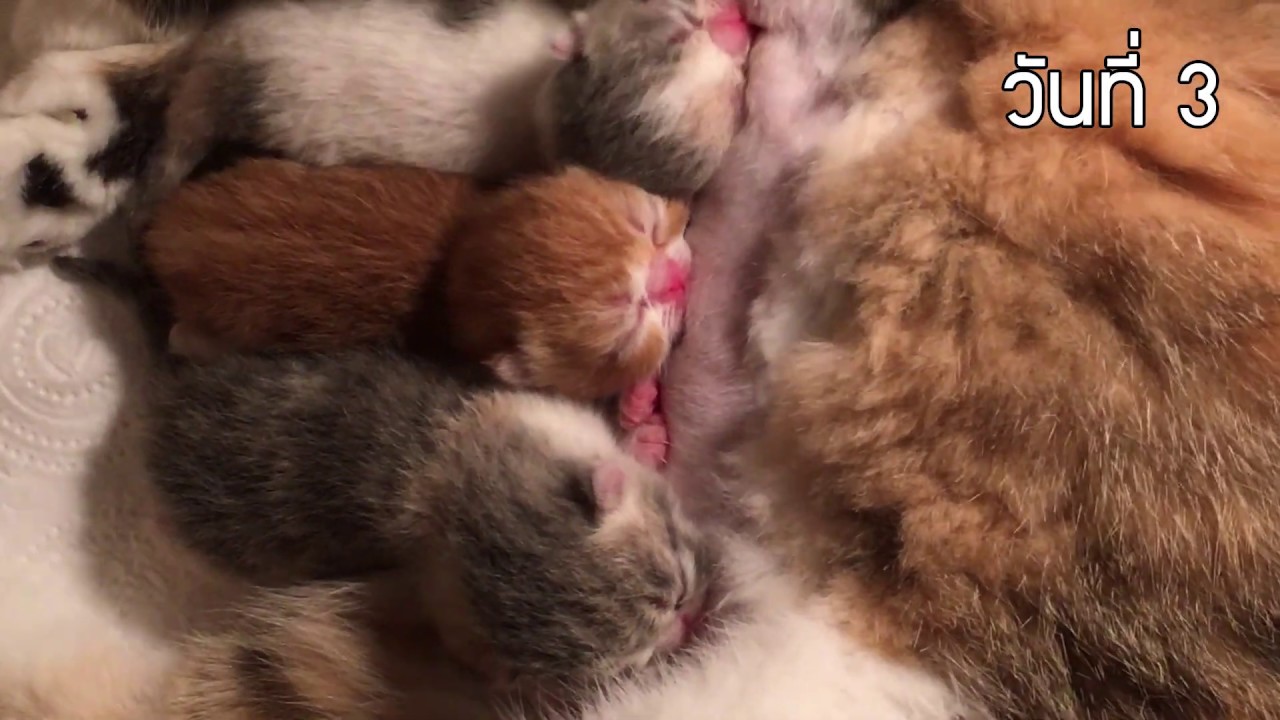 พัฒนาการแมวอายุ10 วัน  Kitten grow the first 10 days newborn : BIGCAT LIFE EP.2