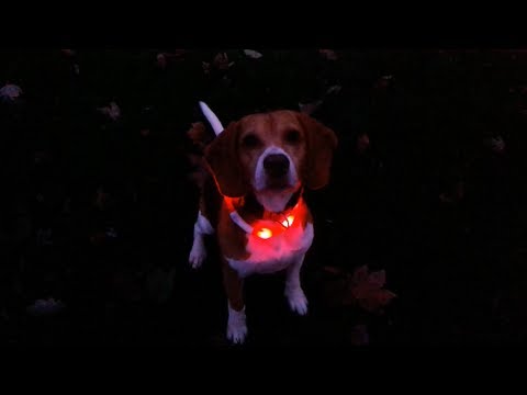 Beagle Barnie Produkttest - Karlie Visio Light LED Leuchtschlauch