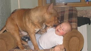 10 РЕАЛЬНО ОПАСНЫХ ПОРОД СОБАК !!!. САМЫЕ ОПАСНЫЕ ПОРОДЫ СОБАК !!!. ТОП 10 !!!. 10 РЕАЛЬНО ОПАСНЫХ ПОРОД СОБАК !!!. САМЫЕ ОПАСНЫЕ ПОРОДЫ СОБАК !!!. ТОП 10 !!!.