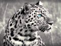 Edu imbernon  los suruba feat daniel wilde  leopard sascha braemer  dan caster remix