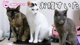 ママの動画編集を妨害してご飯アピールする猫たち