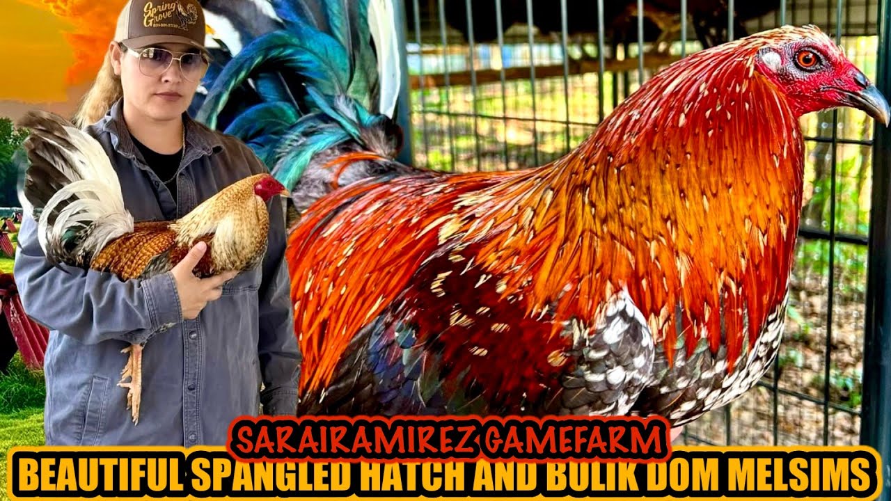 Beutiful Spangled Hatch And Bulik Dok Melims ~ SARAIRAMIREZ GAMEFARM