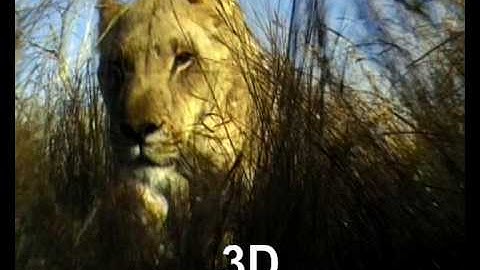 Keep It Wild - Interactive Animal and Environment Preservation Program