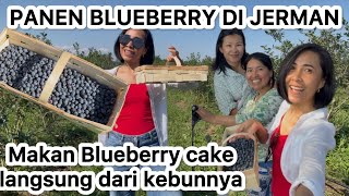 Download lagu THE THRILL OF HARVESTING BLUEBERRIES IN GERMANY #fruitpicking #blueberry #germany