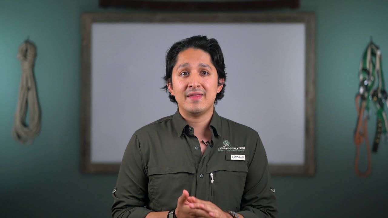 When is the best time to trim my trees?