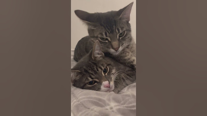 Video 3259041: cute cat funny gorgeous