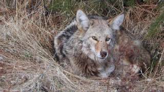 Coyote Sleeping And Waking Up