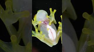 Peek Inside A Living Frog🐸 #glassfrog#weirdanimals#animallife#animalfacts#youtubeshorts#shortsfeed