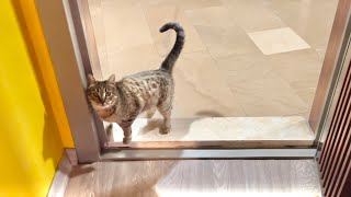 ANNE KEDİ HERGÜN KAPIMA GELİP MAMA İSTİYOR :)