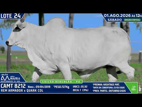 LOTE 24   CAMT 8212