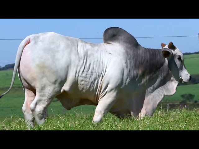 LOTE 47   1 TOURO NELORE PO