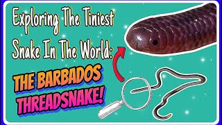 Barbados Threadsnake Description, Diet & Conservation Ellie Snake Lady
