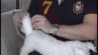 Eerste hulp voor honden: Noodverband voor de staart