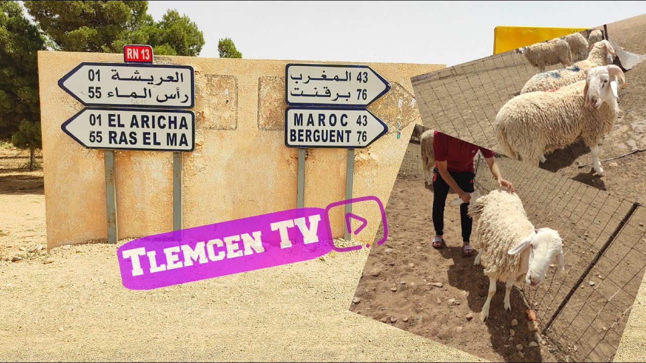 جولة الى بلدية العريشة لرؤية اسعار المواشي 2021