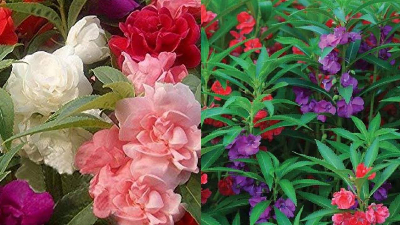 GROW BALSAM TOM THUMB FROM SEEDS EASILY AT HOME?!!?!?!?