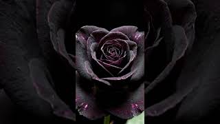 black rose blooming 🌸😍 #plants #blackrose#blooming #trendingshorts#plantslove #garden#gardeninglove