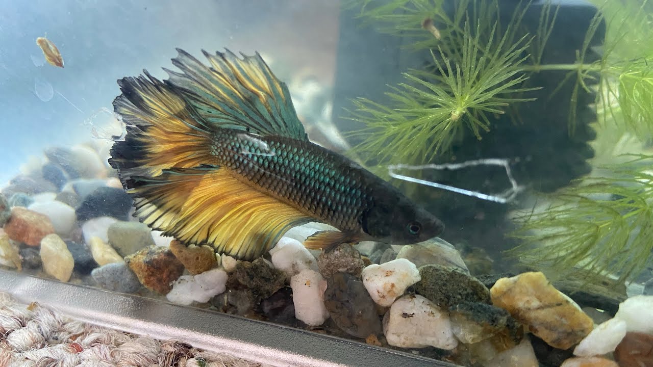 Getting a new betta fish 