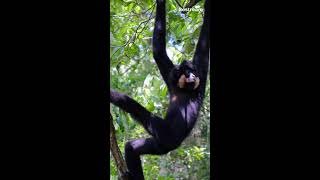 The Secret Life of Monkeys Revealed 😮