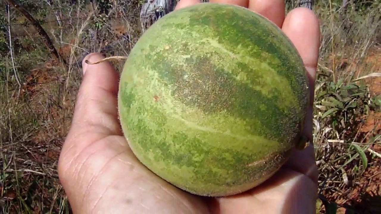 Fruta do cerrado melancia de tatu mas esse novidade pra vcs confiram