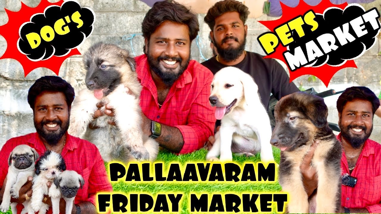 CHEAPEST PETS MARKET PALLAAVARAM FRIDAY MARKET 🐶 DOGS 🐕 AND 🐱 CAT