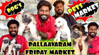 CHEAPEST PETS MARKET | PALLAAVARAM FRIDAY MARKET |  DOGS  AND  CAT PET MARKET