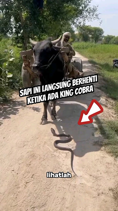 THIS COW IMMEDIATELY STOPPED WHEN THE KING COBRA PASSED IN FRONT OF IT #shorts #kingcobra #snake