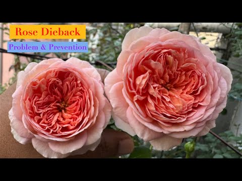 12-20-2025 BUSTER AND I ARE HEADED TO BED WE HAVE CHURCH SERVICE IN THE MORNING