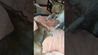 Minnie Bulinando A Irmã