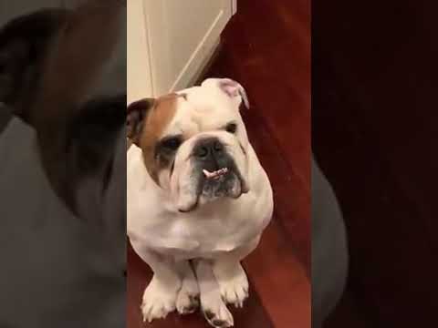 british bulldog price Bentley the bulldog waiting patiently for some pizza