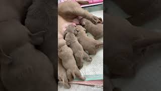 Nothing Sweeter Than Newborn Puppies 💕 #breastmilk #cutedog