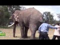 Injured Tusker !