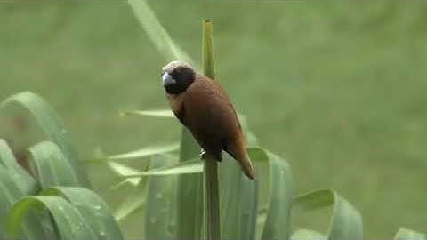 سورة يونس ومعها الرقية الشرعية لعلاج السحر والعين والحسد