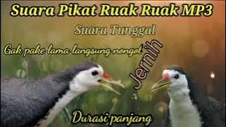Suara pikat ruak ruak paling di cari oleh pemikat