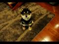 柴犬 黒柴 子犬