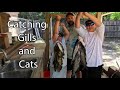 Fishing Triple Threat: Bluegill • Bass • Catfish!