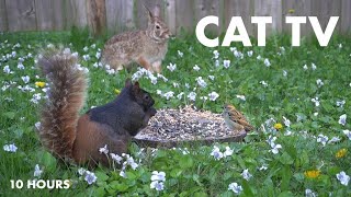 Rabbits, Birds and Squirrels Eating in the May Flowers  10 Hour Cat TV for Pets  May 06, 2024