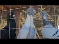 سوق الجمعة في حماه سوق الحمام ولطيور والعصافير هنا سوريا Pigeon 