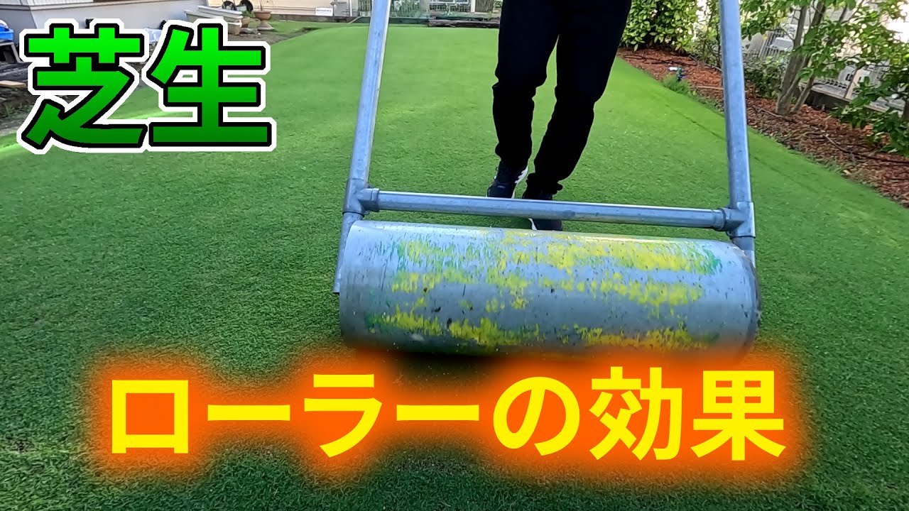 芝生】ローラー転圧のすすめ【不陸修正だけじゃない！】 - YouTube